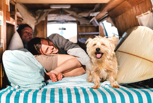 Top 5 Canadian Pet Travel Accessories You Shouldn’t Leave Home Without