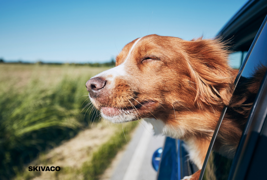 Dog traveling comfortably in a car